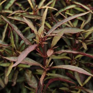 Alternanthera Red Threads