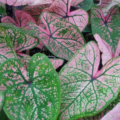 Caladium Spring Fling