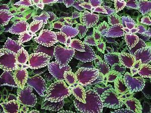 Coleus Dark Heart