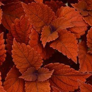 Coleus ChargedUp® Inferno