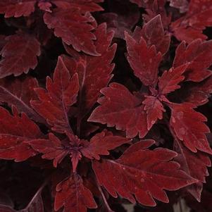 Coleus Flame Thrower™ Salsa Roja