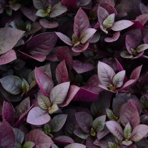 Alternanthera Purple Prince