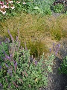 Carex testacea Prairie Fire