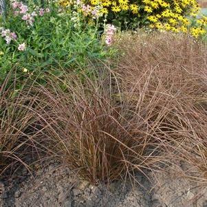 Carex buchanii Red Rooster