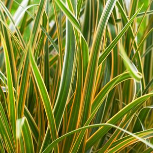 Carex oshimensis Evercolor® Everglow