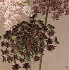 Ammi majus Dara Dark Red Shades