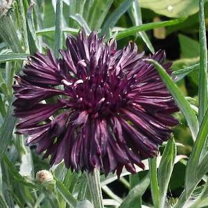 Centaurea Midnight