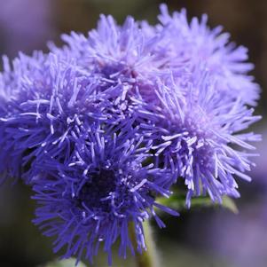 Ageratum Hide Tide Blue