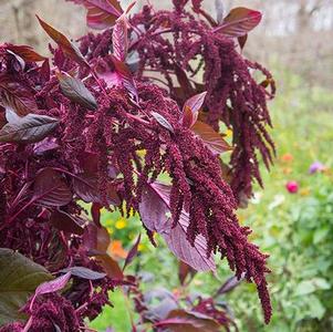 Amaranthus cruentus Hopi Red Dye