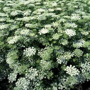 Ammi majus Select White