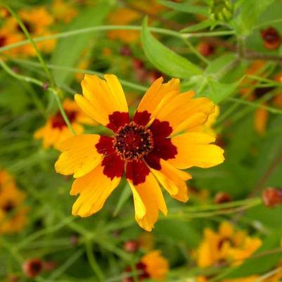 Coreopsis tinctoria 