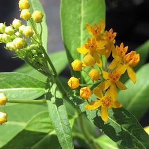 Asclepias curassavica Silky Gold