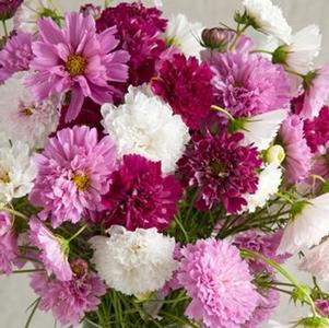 Cosmos bipinatus Double Click Mix