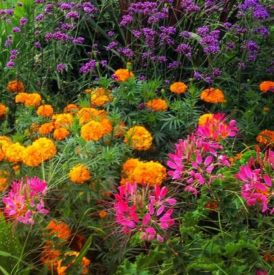 Cleome Queen Cherry