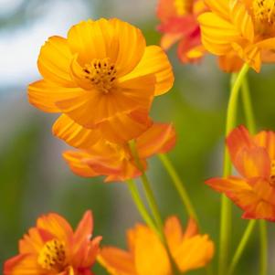 Cosmos sulphureus Diablo