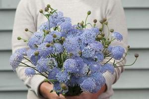 Didiscus caerulea Lacy Blue