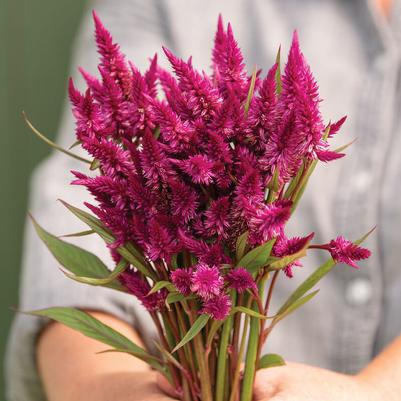 Celosia spicata Celway Purple