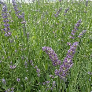 Lavender angustifolia Big Time Blue