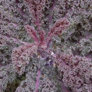 Kale Scarlet Curly