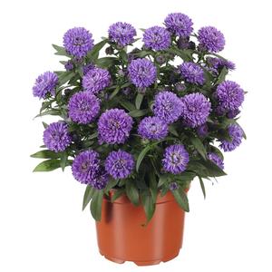 Aster novi-belgii Showmakers® Blue Bayou