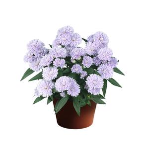 Aster novi-belgii Showmakers® Lilac Sunset
