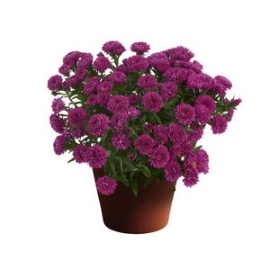 Aster novi-belgii Showmakers® Magenta