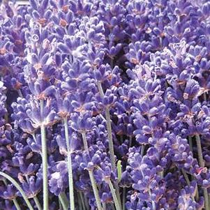 Lavender angustifolia SuperBlue