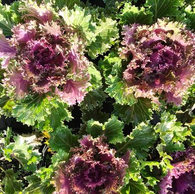 Flowering Kale Glamour Red