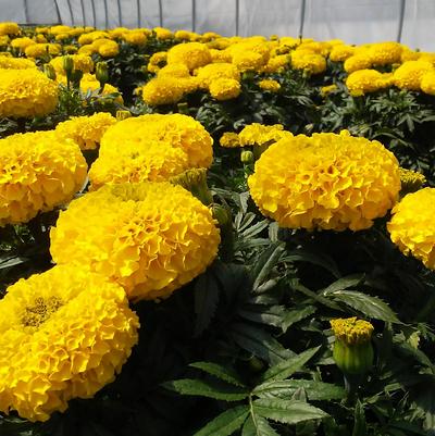 Marigold Taishan Yellow