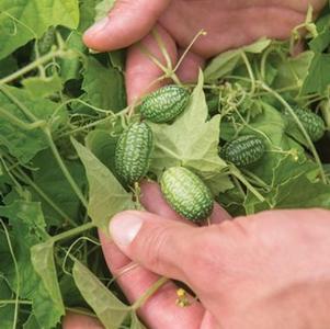 Cucamelon