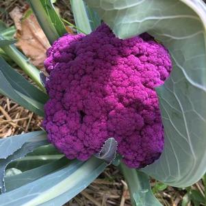 Cauliflower Graffiti