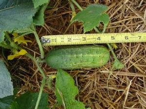 Cucumber pickling Cross Country