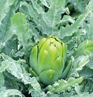 Artichoke Imperial Star