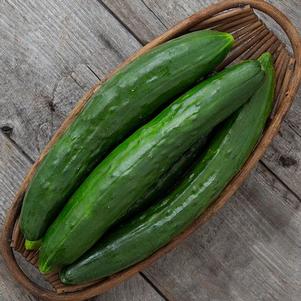 Cucumber Japanese Shintokiwa