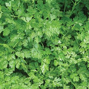 Chervil