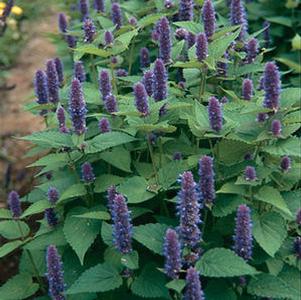 Anise Hyssop