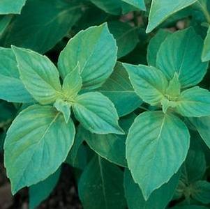 Basil Lemon