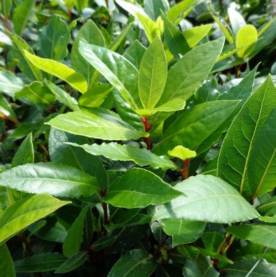 Bay Laurel