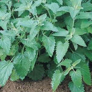 Catnip