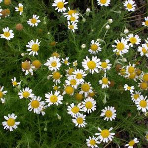 Chamomile - Roman