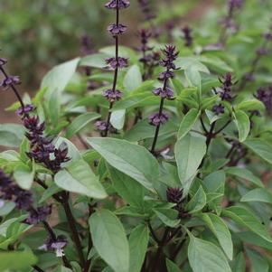 Basil Prospero Thai
