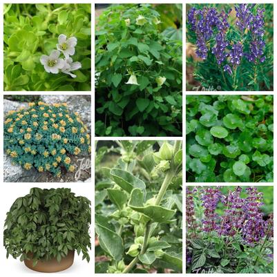 Adaptogen Collection
