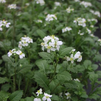 Arugula, wild Wasabi