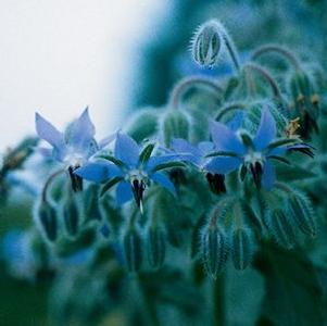 Borage 