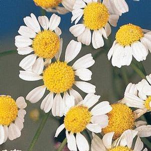 Chamomile, German 