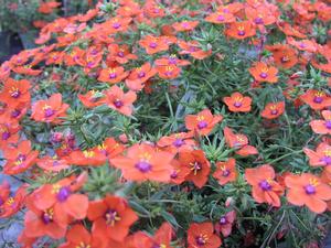 Anagallis