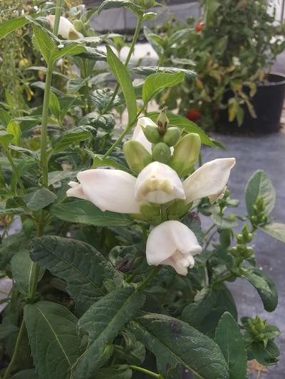 Chelone glabra - White Turtlehead from Rush Creek Growers