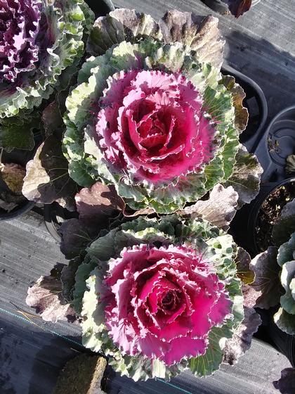 Flowering Cabbage 'Pigeon Purple' - from Rush Creek Growers