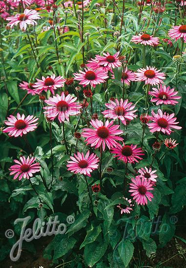 Echinacea purpurea