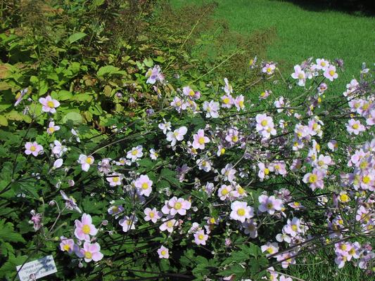 Anemone tomentosa